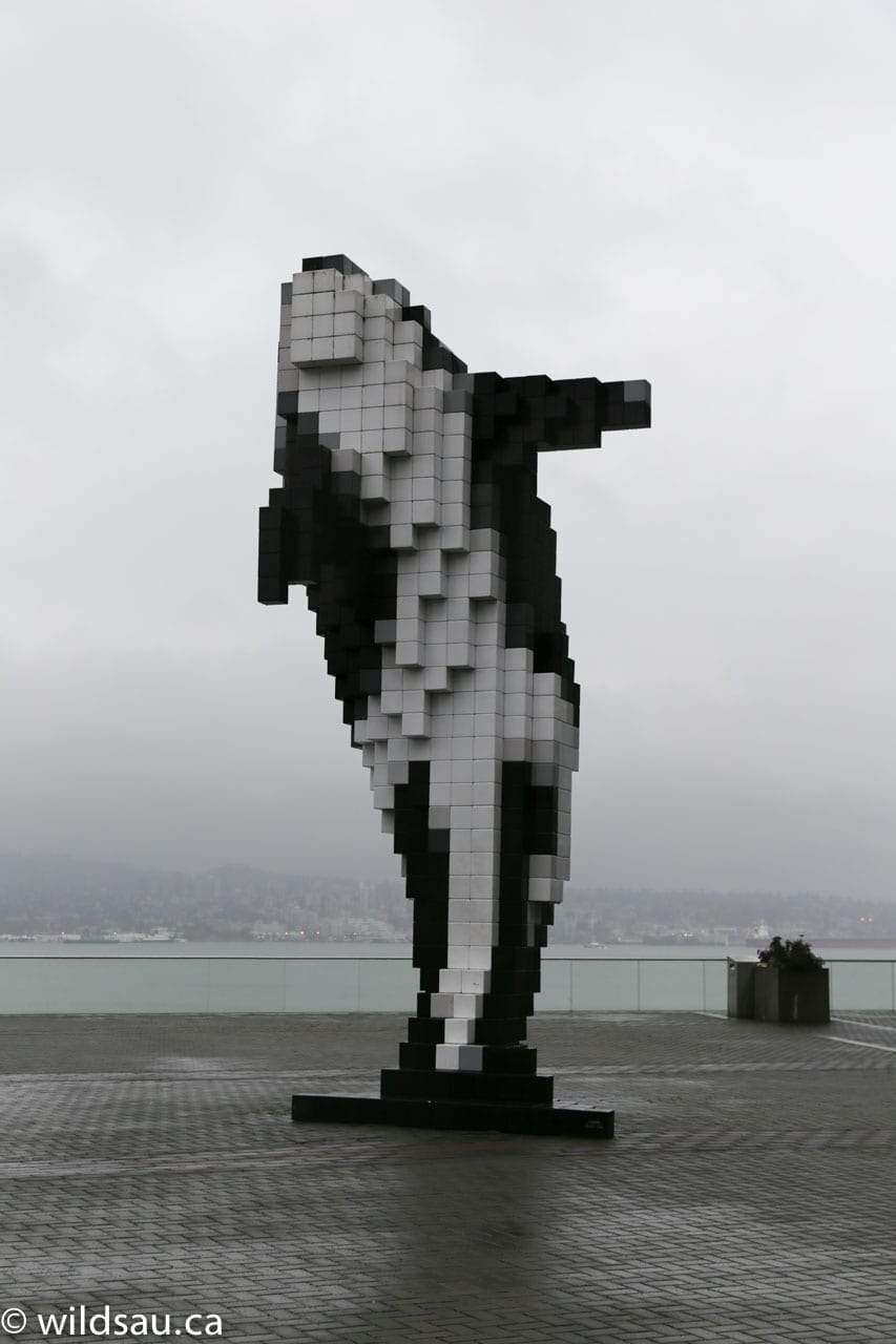 Pixel Whale Vancouver